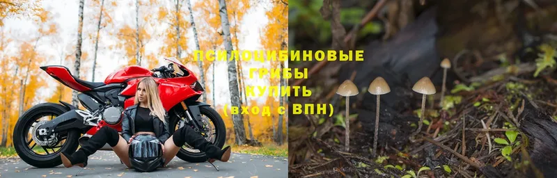 Галлюциногенные грибы Cubensis  Вышний Волочёк 